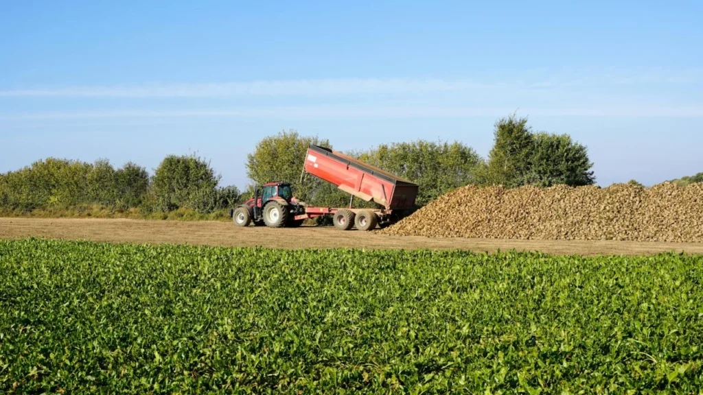 Bolo de Beterraba com Chocolate