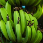 fws-slide-7-1775033824